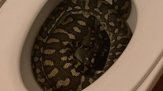 Experts warn of more snakes than ever as deadly browns slither into homes
