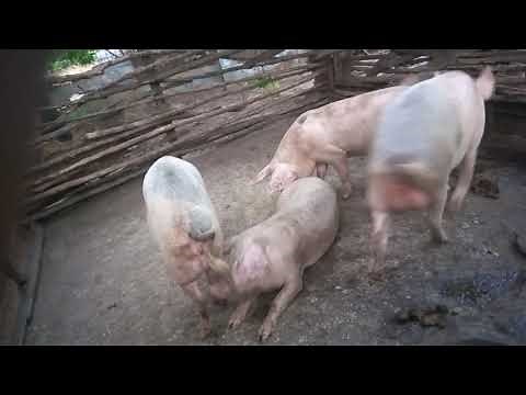 Part 1, mating in pigs