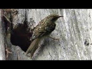TREECREEPER - Certhia familiaris