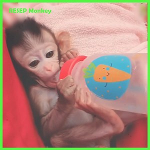 9.8K views · 247 reactions | Extreme!ly H!larious Flex!ble Style!!! Newborn Raln Up To Maintain Fall Very @dorable!! | RESEP Monkey | Facebook