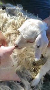 11K views · 8.3K reactions | Sweet Baby Goat 凉殺❤️ ... #cuteanimals #animals #villagelife #viral #animalsounds Milk newborn | kayitvehayat | Facebook