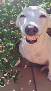 2.2K views · 244 reactions | He smiles so happily #Dogs #CuteDogs #LoveDog #SmartDogs | NYC Dog Rescua | Facebook