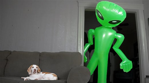 Dog stays paws-itively calm while giant alien invades