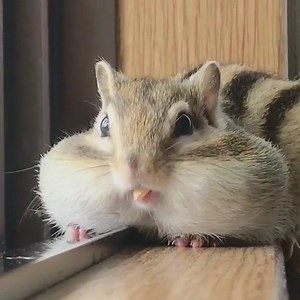 When you eat too fast and get the hiccups! #Animals #Chipmunk 😄😄 | Animalistic