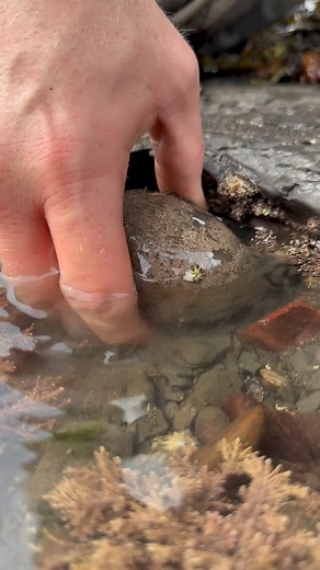 45K views · 715 reactions | Here is a limestone rock that we found...