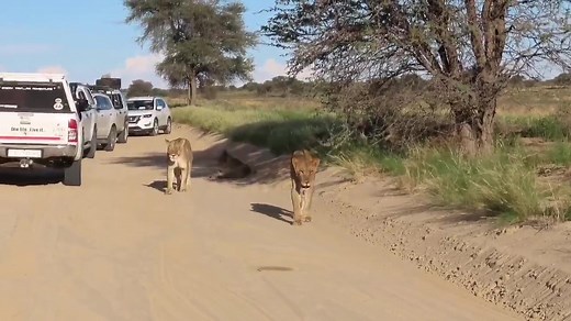 67K views · 650 reactions | Big male lion of the Kalahari follows his females in his African Bush Kingdom, Kgalakgadi Transfrontier Park  #AfricanBushKingdom | African Bush Kingdom | Facebook