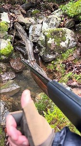 صيد الخنزير البري 🐗 #cazamayor #animals #chasse #hunting # #الرمال #wildlife #pointeur #sanglier