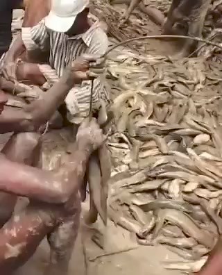 Heaps Of Fish Gathered As Ogba Land Celebrates Fishing Festival In Rivers State. | Oriental Times