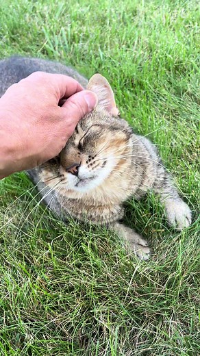 Buster and Brothers on TikTok