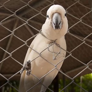 54K views · 3.8K reactions | Why are some birds shoved into suffocating plastic bottles while others are displayed in shiny glass cases? Think of this next time you see Petco. | PETA (People for the Ethical Treatment of Animals) | Facebook