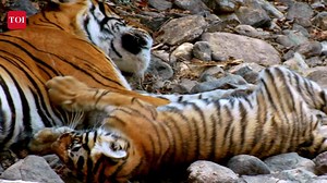 Tiger Anthem - Promo 1: A Sneak Peek #SavingOurStripes - An initiative by The Times of India | TOI - Chennai