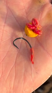 If you are fan of fishing maggots and boilie crumb in the winter months check out Mikes nice and easy way of presenting them! Since we’ve known Mike he has used this method to land some incredible winter carp 🙌🏼😊 . . #carp #carpfishing #fishing #carplife #carpy #carpangler #karpfen #fish #catchandrelease #angling #fishinglife #carpangling #nature #karpfenangeln #mirrorcarp #commoncarp #carphunter #thatscarpy #angler #karpervissen #bigcarp #carpe #karper #instacarp #boilies #carpwatch #nutraba