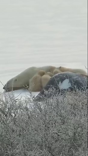 Sunday cuddle puddle 💙 🎥: From our explore.org live cam early November ‘23 #donotdisturb #polarbear #polarbears #babyanimals #cuddlepuddle | Polar Bears International