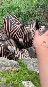 May Myat Noe on Reels | Facebook