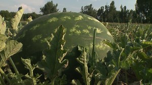 Kako odabrati najslađu LUBENICU? | Među Nama