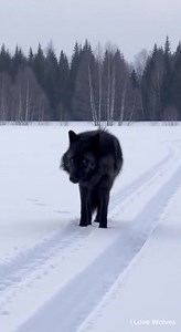 A wolf notices patterns, not excuses. #ILoveWolves #WolfWisdom #Wolves #Wildlife #Nature #AnimalBehavior #NatureReels #WildlifeVideo | I love Wolves