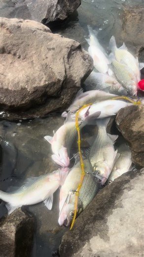 #fishing #fyp #oklahoma #stripedbassfishing #hybrid