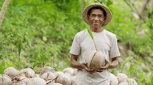 Proud Farmer Coconut Seedling Seed On Stock Footage Video (100% Royalty-free) 3430393077 | Shutterstock