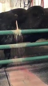 OMG!! | Pimple Popping, Cyst and Blackhead