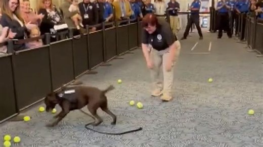 A passenger-screening dog at Milwaukee Airport was showered with tennis balls after his last shift on the job.
