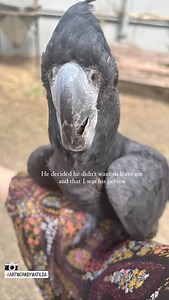 Maleny Botanic Gardens on Reels | Facebook