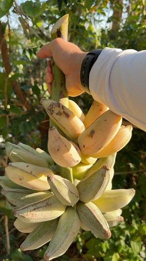 17K views · 569 reactions | Mom randomly harvested Asian banana from the garden! 藍 #banana #harvest | Judy Bao Garden | Facebook