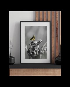 Canadian Tiger Swallowtail Photo Print - Wildlife/nature Photography Wall Art. DIGITAL DOWNLOAD - Etsy