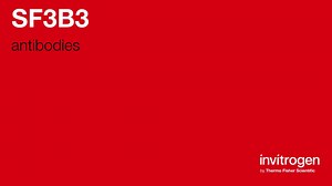 SF3B3 antibodies from Thermo Fisher Scientific