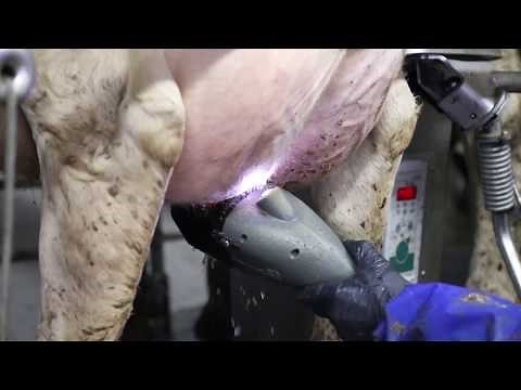 FutureCow Teatscrubber in Action