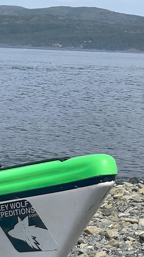 15K views · 509 reactions | Sound on, orca lovers! ‍♀️﫶 We were just about to launch and go kayaking when these guys showed up. So I sat down and felt like I was eye to eye with the orcas. Tears streamed down my cheeks and a grateful heart filled the rest of the trip. Filmed from shore with my iphone13 August 2023 懶 #orcas #killerwhales #orcawhales #greywolfexpeditions | Orca Camp Vancouver Island | Facebook