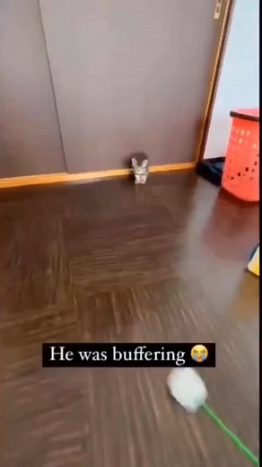 30K views · 858 reactions | . . . . . . . . .#cursedcats #cursedcat #animalmemes #sadcats #catlife #bongocat #catfeatures #cats_of_world #catloversclub #catmemes #cat #cattos #catsofinstagram #catmeme #cattomemes #wholesome #catvideo #chonk #cats #politecat #memes #cats_of_instagram #sadcat #wholesomememes #funnycat #funnycatmeme #politecat #funny #cutecat #catsofinstagram #catlovers | 홐홣홪홨홪홖홡 catto posting | Facebook