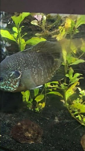 green sunfish is hungry