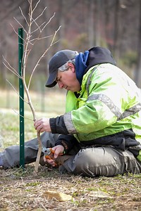More than 200 oak, maple and dogwood saplings take root at Morris County Nursery