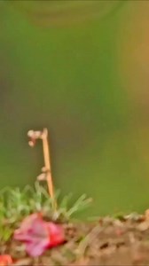 1.7K views · 56 reactions | Himalayan monal #Himalayan #monal The...