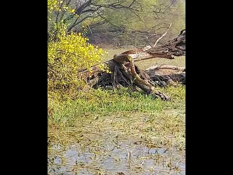 Relaxing Python in Natural Habitat @All-inone