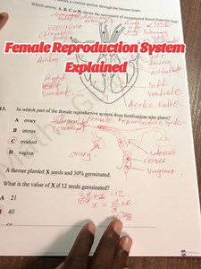 Female Reproductive System Explained — Where Fertilization Occurs