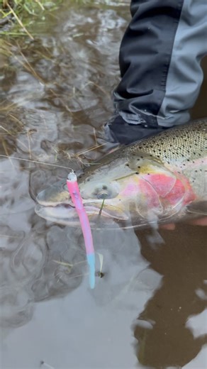 6.9K views · 180 reactions | Sloppy smith really put in work this...