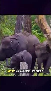Why 17 Elephants Walked 1,300 KM Across China 🐘 #animalfacts #elephants #shorts