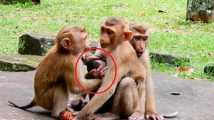 17 reactions | Oh My God! Three Pigtail MaMa try to grab this poor baby monkey, Why why you want this baby monkey, The Monkey Camp 7921 | MonkeyCamp | Facebook