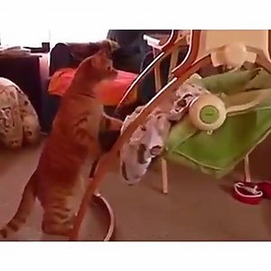 Who needs a babysitter when you have a cat... | Late Night Viral Videos