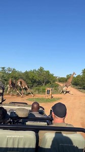 226K views · 2.8K reactions | Amazing sight on safari watching two giraffes ‘necking’, a natural form of fighting where males swing their necks to compete for dominance and the chance to mate. It may look intense, but this is completely normal behaviour in the wild! 漣☀️諭  @traveldairy_of_k_levey #GottaLoveSA #Giraffes #Wildlife #Necking #NatureFacts #AfricanWildlife #AnimalBehaviour #SafariLife #NatureLovers #WildlifePhotography | GottaLoveSA | Facebook