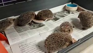 Les 6 crapules dévorant leur bouillie de pâté mousse Baby Cat ! (centre des P'tits Kipik d'Orsay) | Les P'tits Kipik