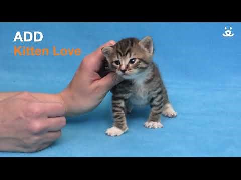 Kitten Minute - Enema