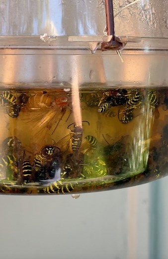 4.8K views · 32 reactions | Its a wasp pool party! See how I take control of my own backyard! #Satisfaction #Wasps #Bees #Backyard | Steve J | Facebook