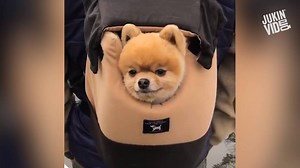 208K views · 2.6K reactions | Animal backpacks are the best backpacks  | This is Happening | Facebook
