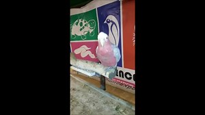 Rose Breasted Cockatoo in Mood | The Wildlife Experience Center