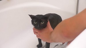 Washing a black cat in bathtub, 4k, slow-motion