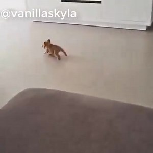 4.4K views · 129 reactions | French Bulldog SOO Cute! Funny and Cute French Bulldog Puppies Compilation❤ | French Bulldog World | Facebook