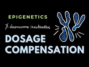 Dosage Compensation | Epigenetics | GATE/CSIR-NET
