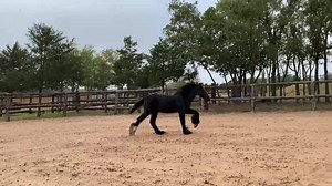 RNG George Strait 7m colt Sire: GG Latchos Shadow Dam: GG Kiss Me Kate | Horse Vanner Club